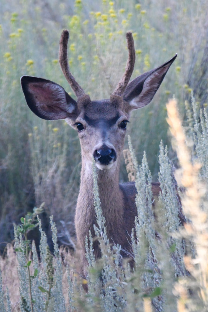 Mule Deer at dusk by Scott Brovsky