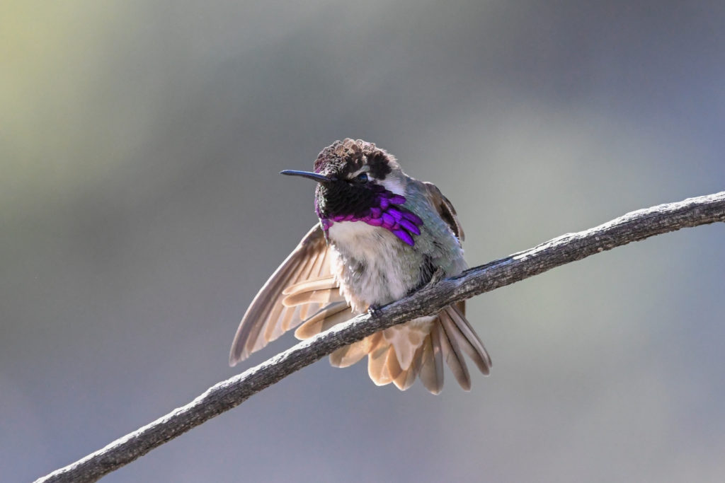 Costa's Hummingbird Anza Borrego Desert. Photo by Scott Brovsky