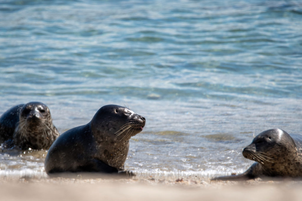 Baby Seals playing in La Jolla by Scott Brovsky