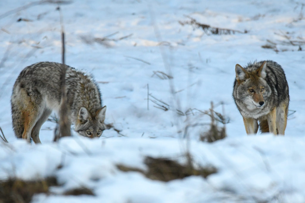 Coyotes hunting Yosemite Valley by Scott Brovsky