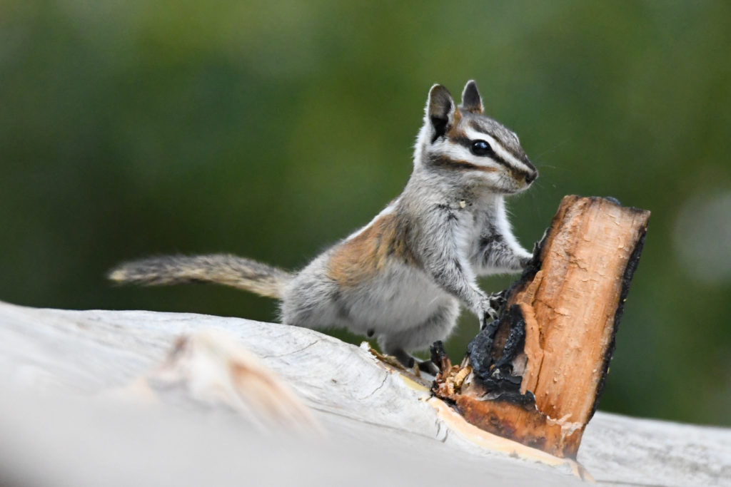 On Alert. Photo by Scott Brovsky